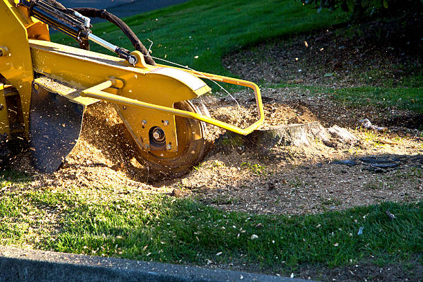 Why Choose Our Tree Removal Services in Garner, NC?